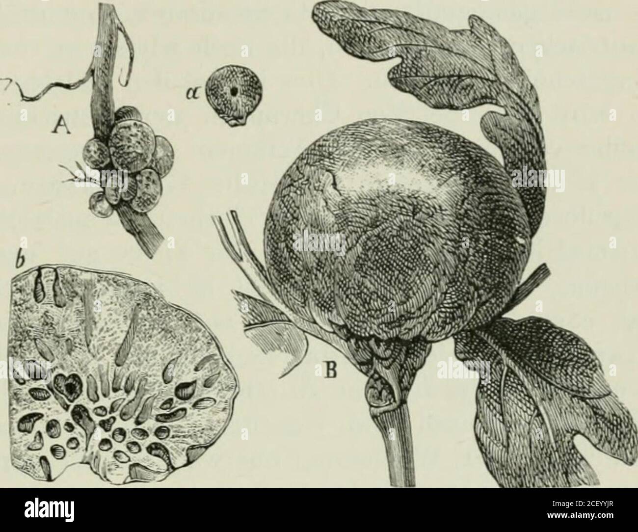 . Die Forstinsekten Mitteleuropas; ein Lehr und Handbuch. ngesetzten