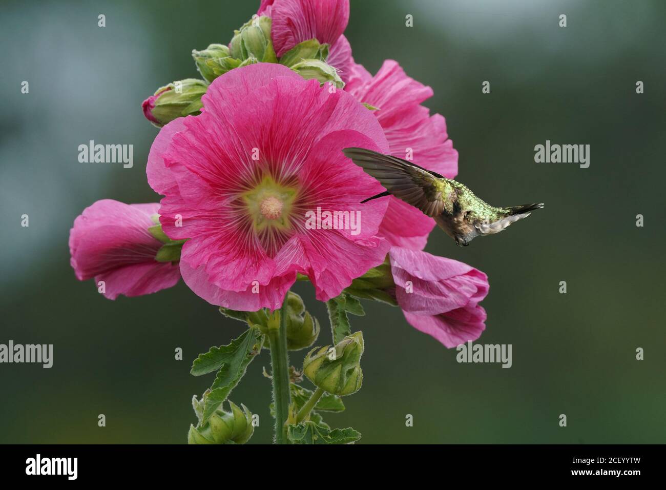 Female Ruby Throated Hummingbird on hollyhock flowers Stock Photo Alamy