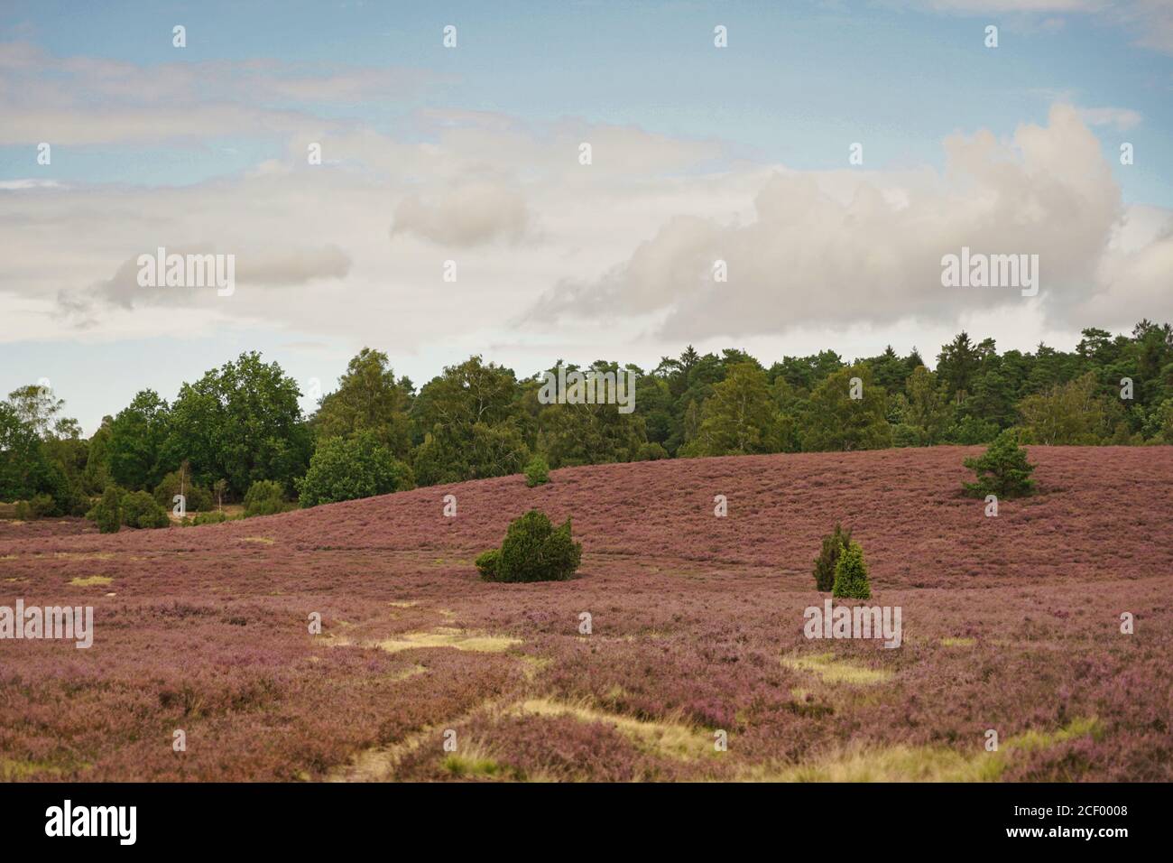 heath bloom in Luneburg Heath with trees in background, cloudy sky Stock Photo