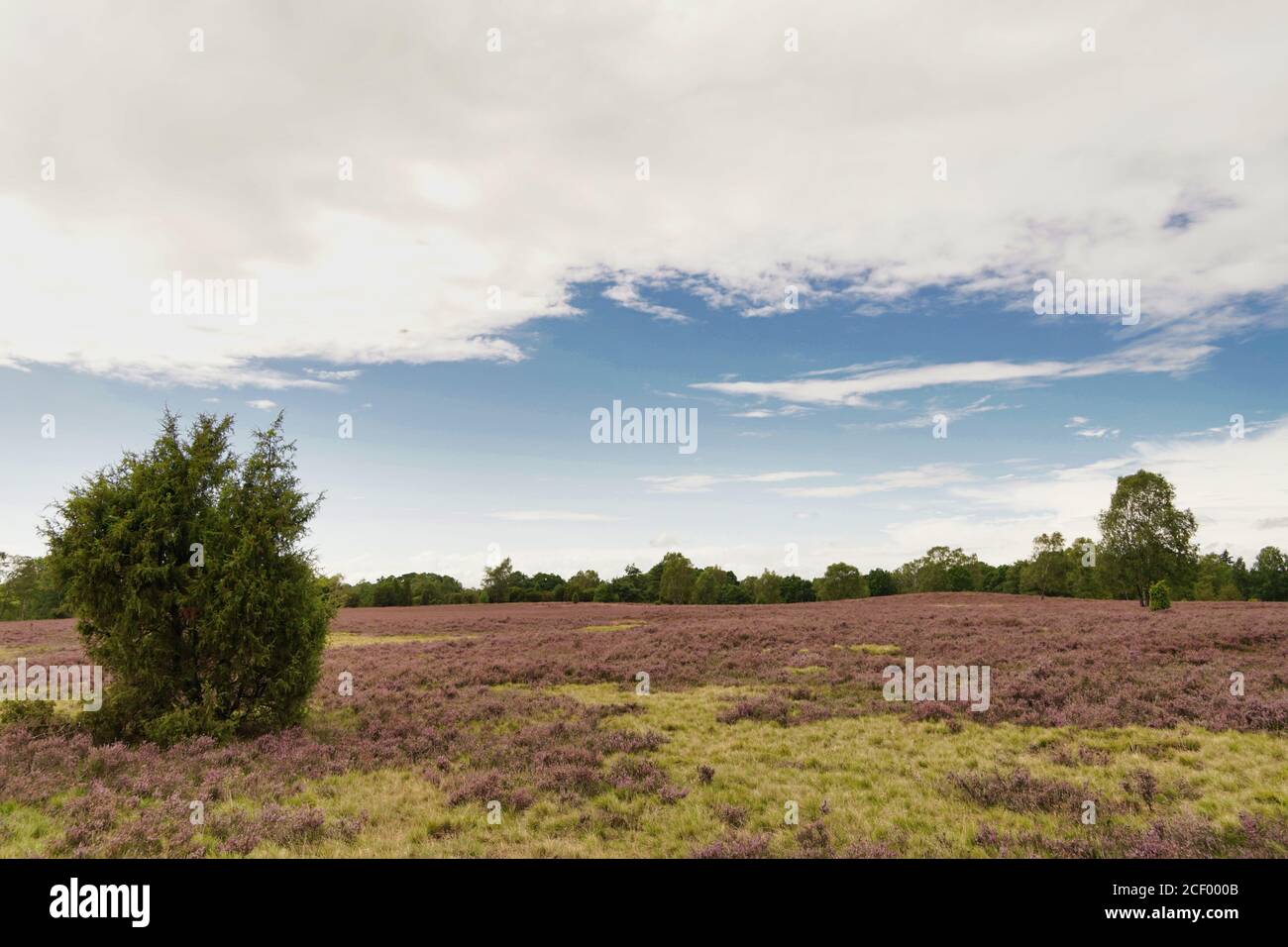 heath bloom in Luneburg Heath with trees in background, blue and cloudy sky Stock Photo