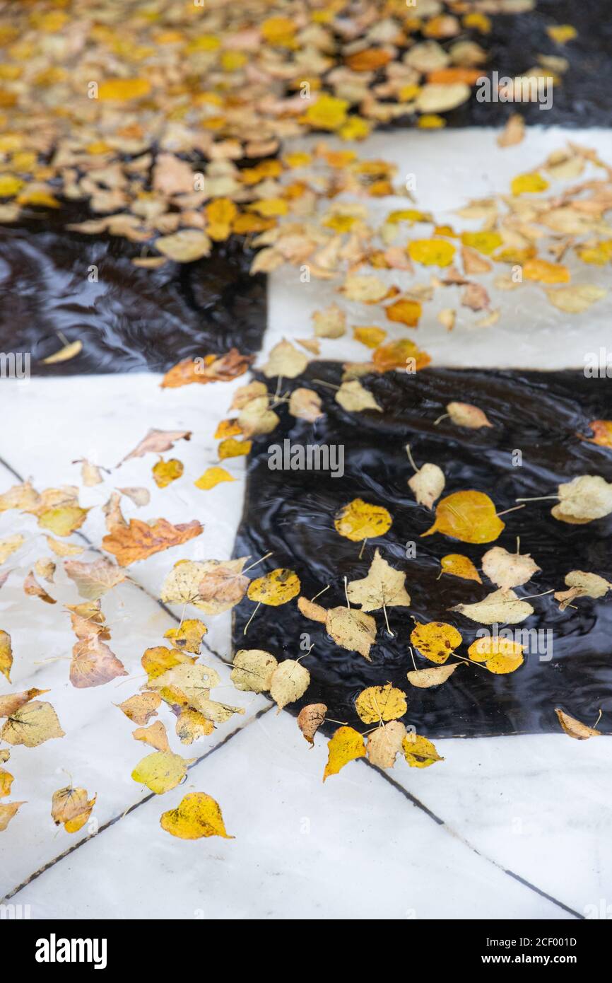 Fall leaves floating in swimming pool water Stock Photo - Alamy