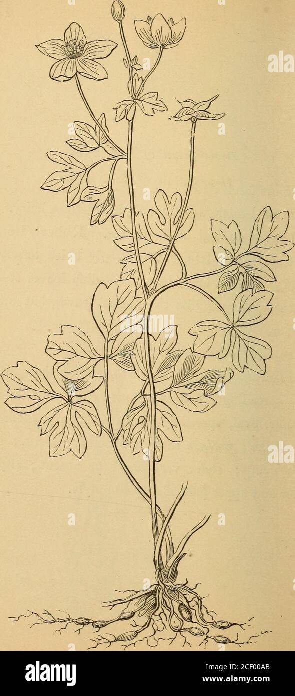 . The first book of botany : designed to cultivate the observing powers of children. PLANT DESCKIPTIOJST. 139 Description of Fig. 249. EooTS fasciculated. Stem slender, weak, round, herbaceous, hairy. Leaves radical and cauline. Radical leaves,petiolate, exstipulate, entire, deeply twice ternatelylobed ; petioles long, hairy. Cauline leaves sessilealternate, shaped like the radical leaves, but muchsmaller. Inflorescence solitary, terminal. Flowee. Calyx ; sepals 5, polysepalous, regu-lar, spreading : corolla ; petals 5, polypetalous,regular, oval, spreading: stamens many; filamentsthreadlike ; Stock Photo