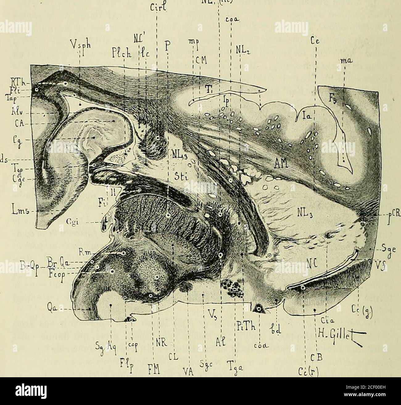 Anatomie du pied hi-res stock photography and images - Alamy