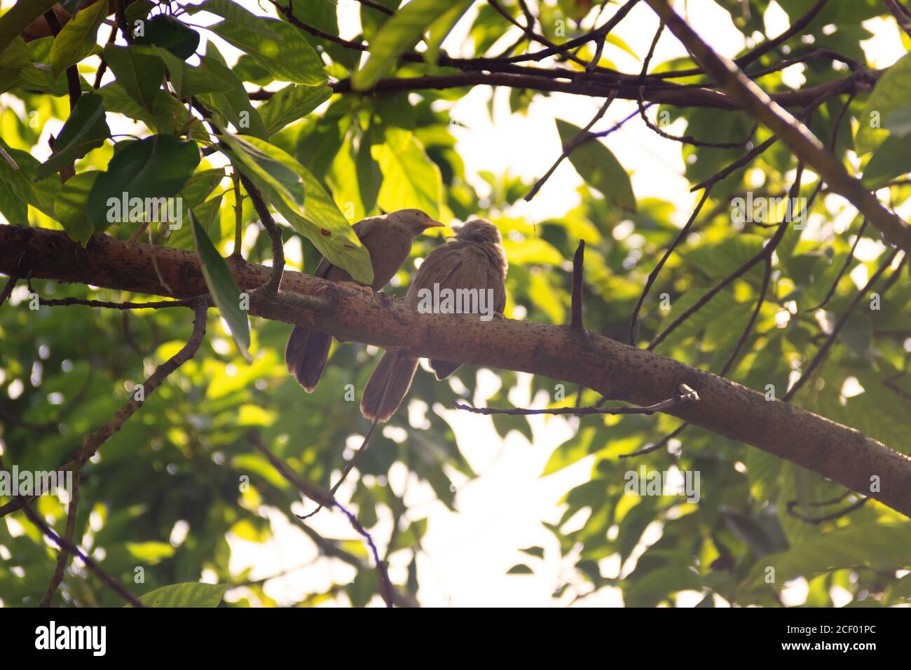 Mating interactions, pair-bonding: mutual cleaning of the plumage (preening). Ceylon Rufous Babbler (Turdoides rufescens) - Sri Lanka endemic species, Stock Photo
