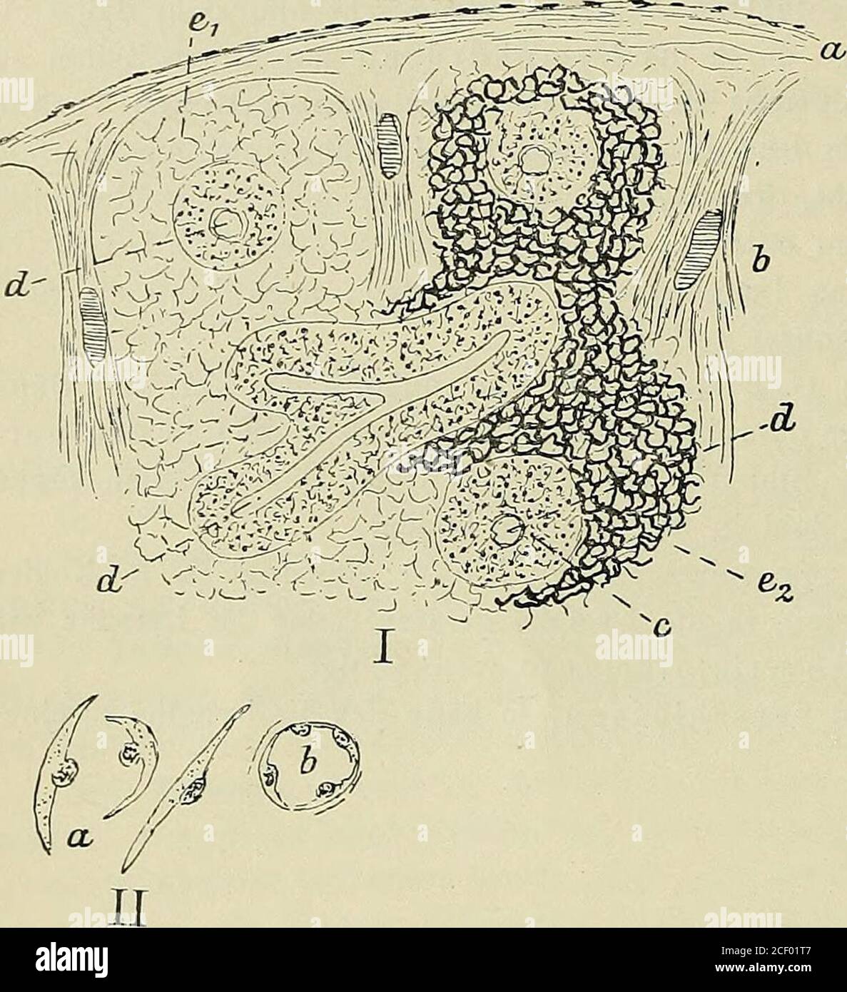 Page 3 Milz High Resolution Stock Photography And Images Alamy