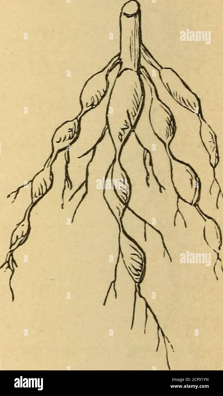 The first book of botany : designed to cultivate the observing powers of  children. Moniliform Root. Fig. 242 Stock Photo - Alamy