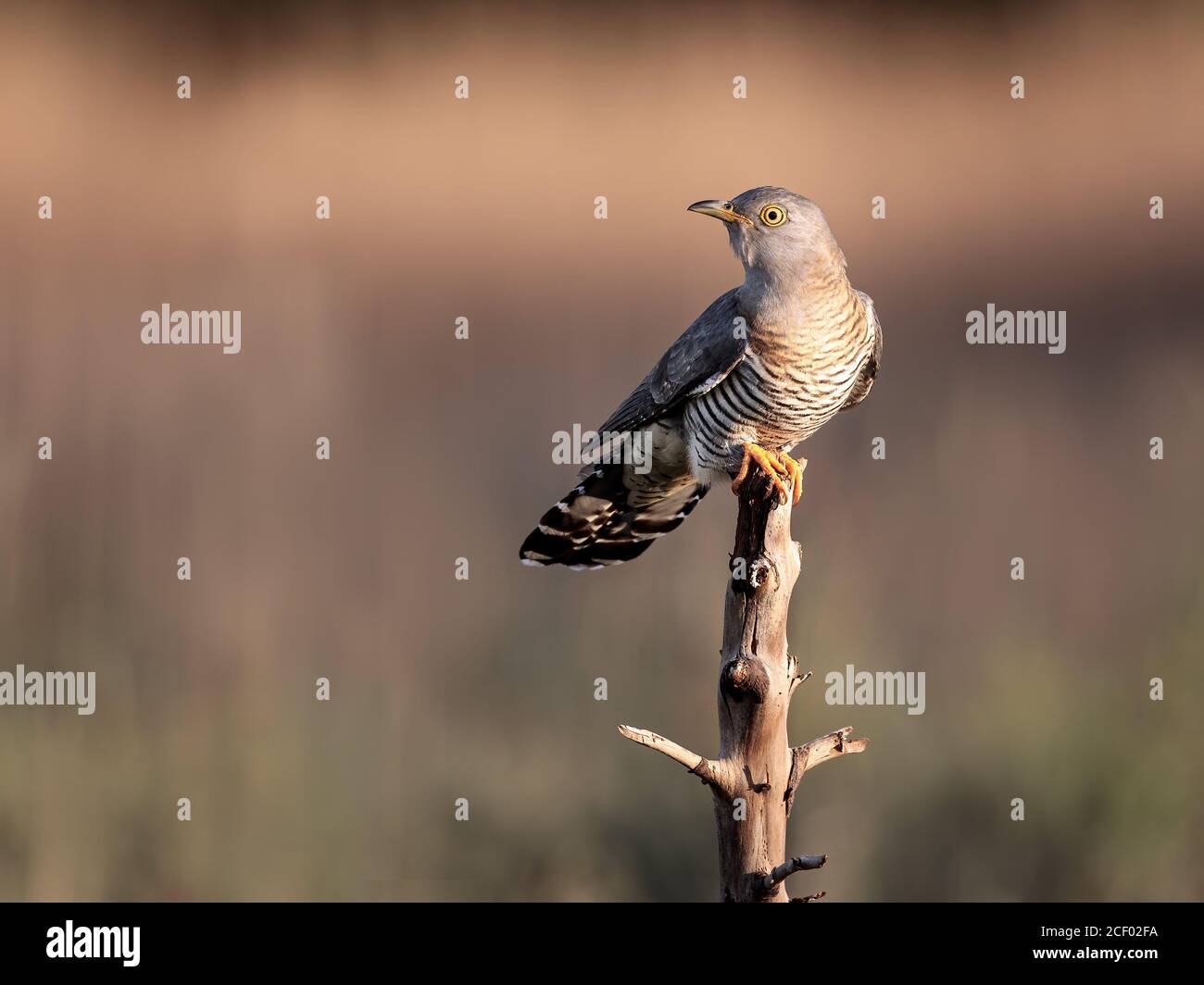 Female Cuckoo on Dead Branch Stock Photo