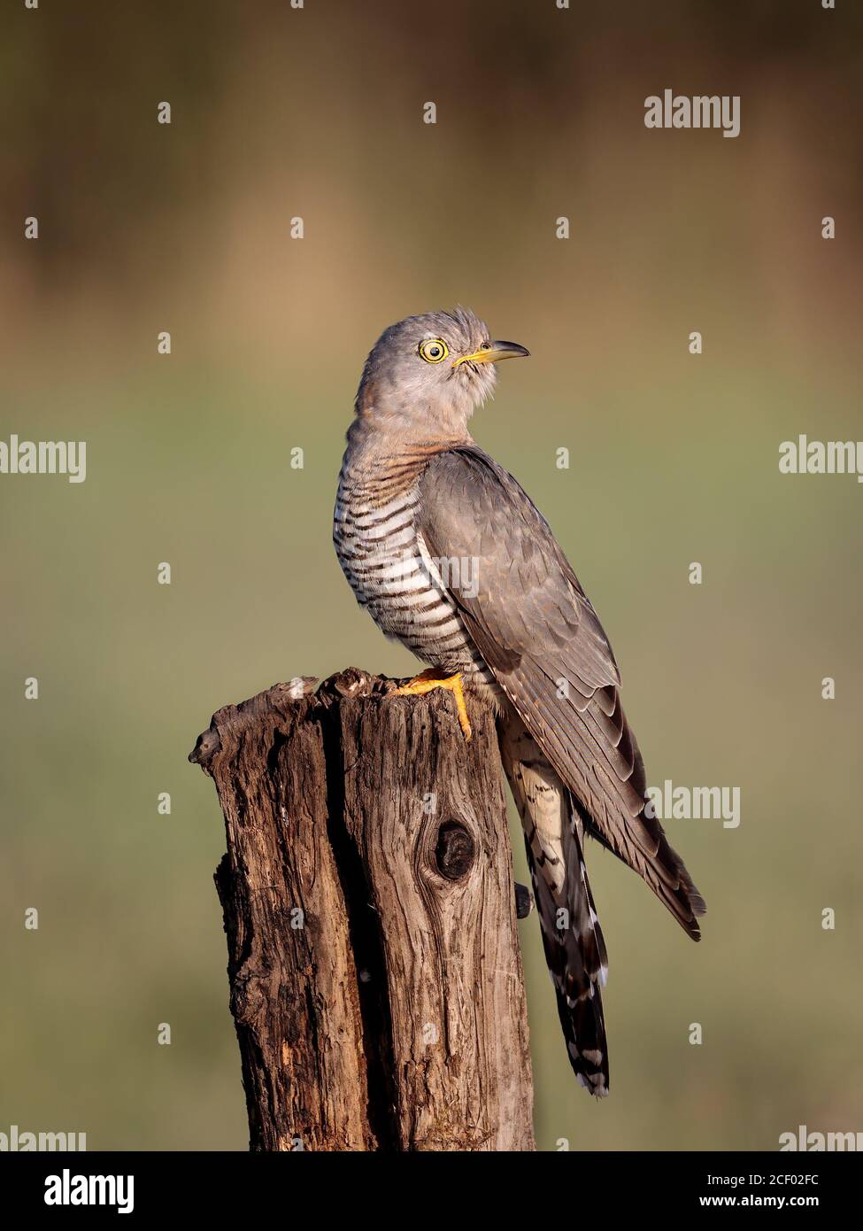 Female Cuckoo on Fencepost Stock Photo