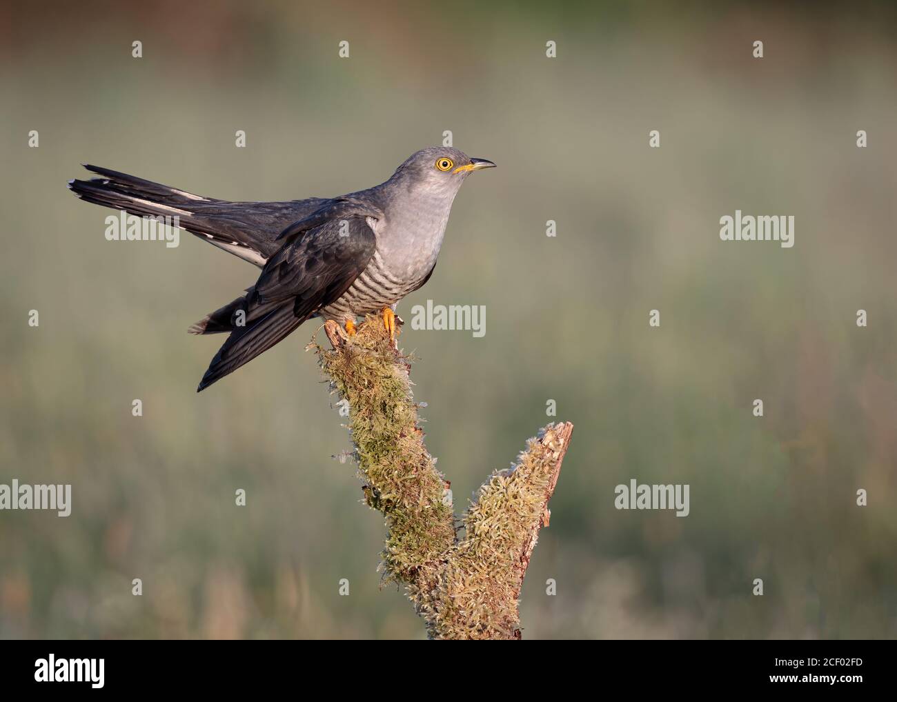 Male Cuckoo on Mossy Branch Stock Photo
