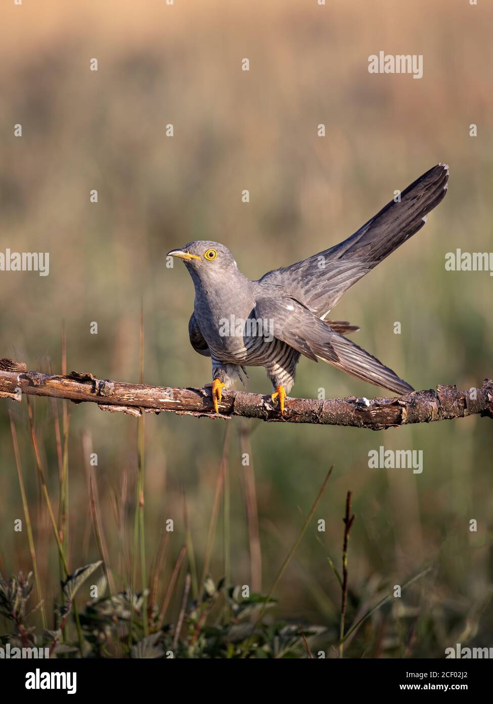Male Cuckoo on Branch Stock Photo