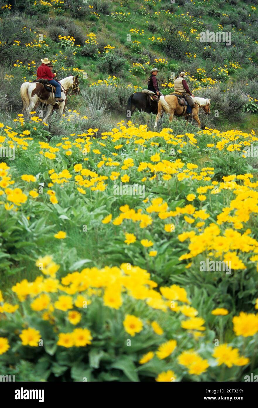 Ride to Rendezvous horse riders with Balsamroot (Balsamorhiza deltoidea),  Methow Wildlife Area, Washington Stock Photo