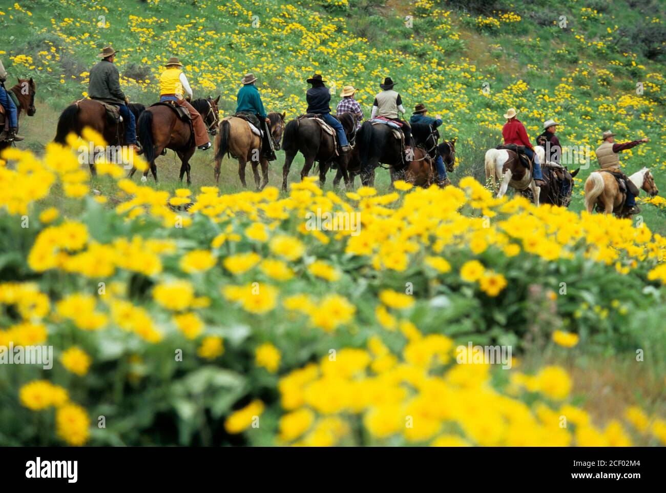 Ride to Rendezvous horse riders with balsamroot (Balsamorhiza deltoidea), Methow Wildlife Area, Washington Stock Photo