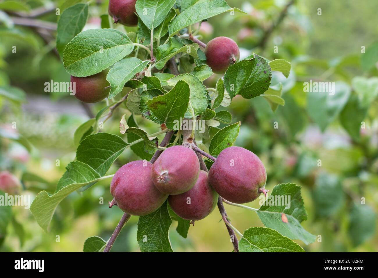 Red apples growing on a tree in the orchard Stock Photo - Alamy