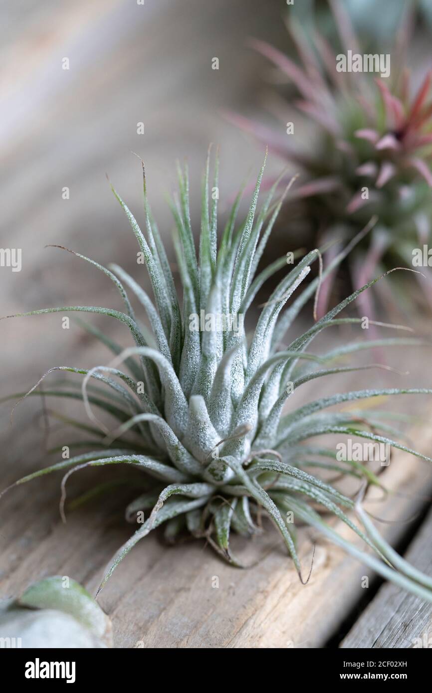 Close up of air plant Tillandsia ionantha on wooden surface. Trendy indoor garden ideas. Soft focus. Houseplant with aerial roots Stock Photo