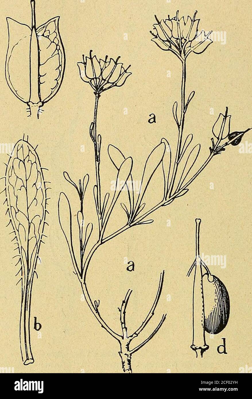 . Bulletin de la Société botanique de Genève. n quart; B. feuille; Csilicule ; D. fausse cloison etgraine. nàchsten Verwandten, p. 24 Abhandl. der Zonl. Botan. Gesellsrh.in Wien-Band IV, Heft I, Jena 1907) Synonymes H. monianum Vis. b.) incanum Wk. a alpinum Wk.(ex Wk. et Lge. Prodr. FI. Hisp. III p. 742), H. marifolium (L.) MilLvar. S canum (Jacq.) Grosser, /. alpinum (Wk.) Grosser (ex Pflanzen-reich 1903, p. 118). Notre plante sidentifie avec celle de lHerbier Boissier récoltéeà la Sierra Tejeda, en 1837 et désignée comme H. canum (Dun.). 240 BULLETIN DE LA SOCIETE BOTANIQUE DE GENÈVE (22) N Stock Photo
