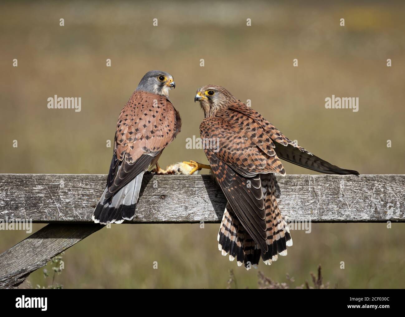 Kestrel Pair on Gate Stock Photo