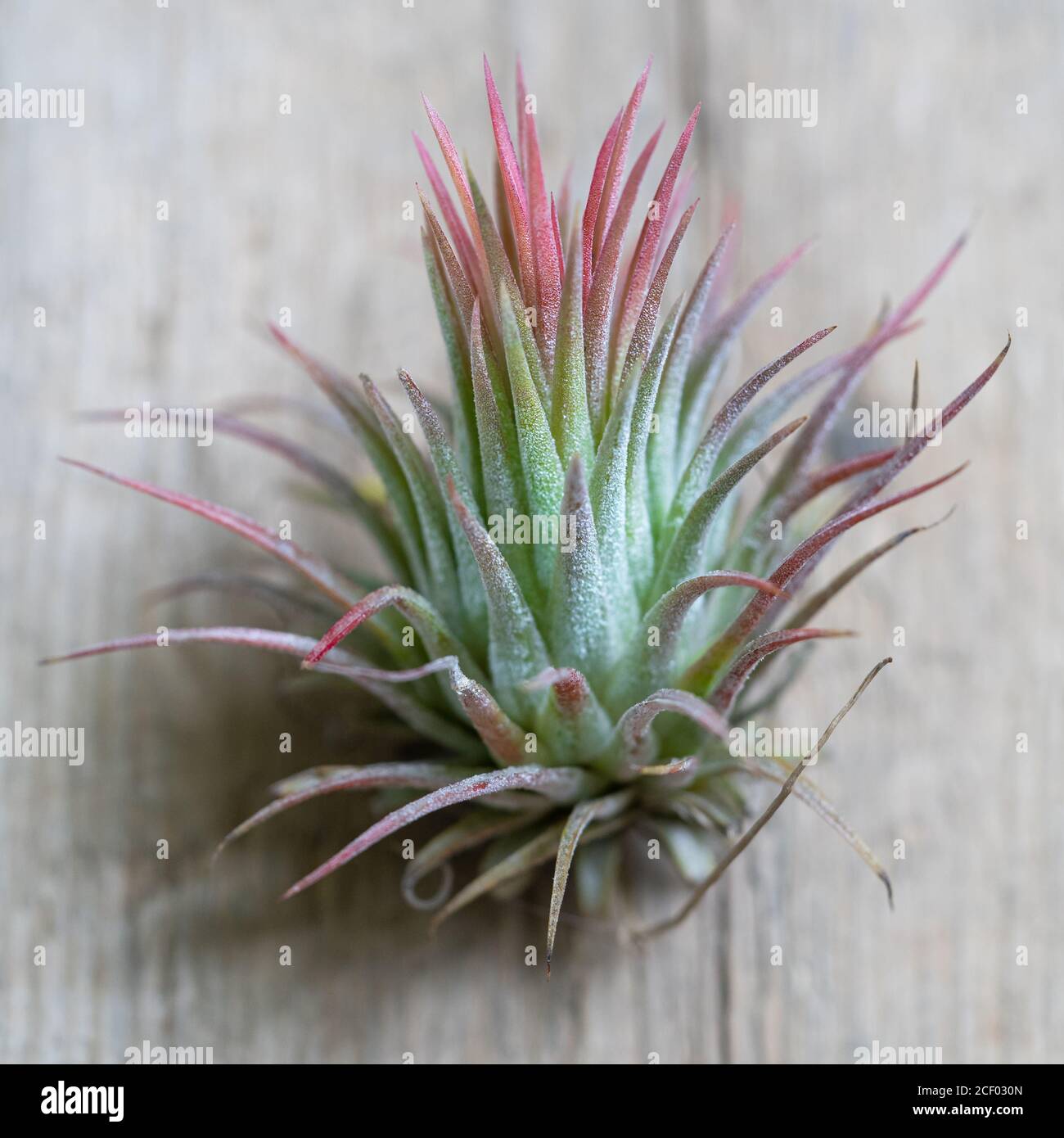 Close up of air plant Tillandsia ionantha on wooden surface. Trendy indoor garden ideas. Soft focus. Houseplant with aerial roots Stock Photo