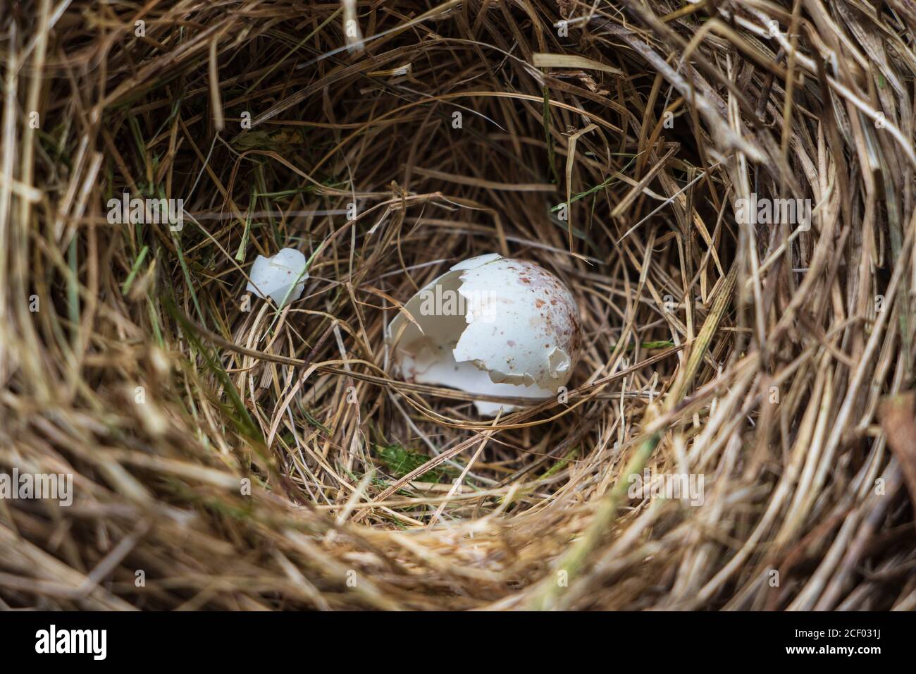 Remnants of a dark eyed junco egg left in the nest Stock Photo