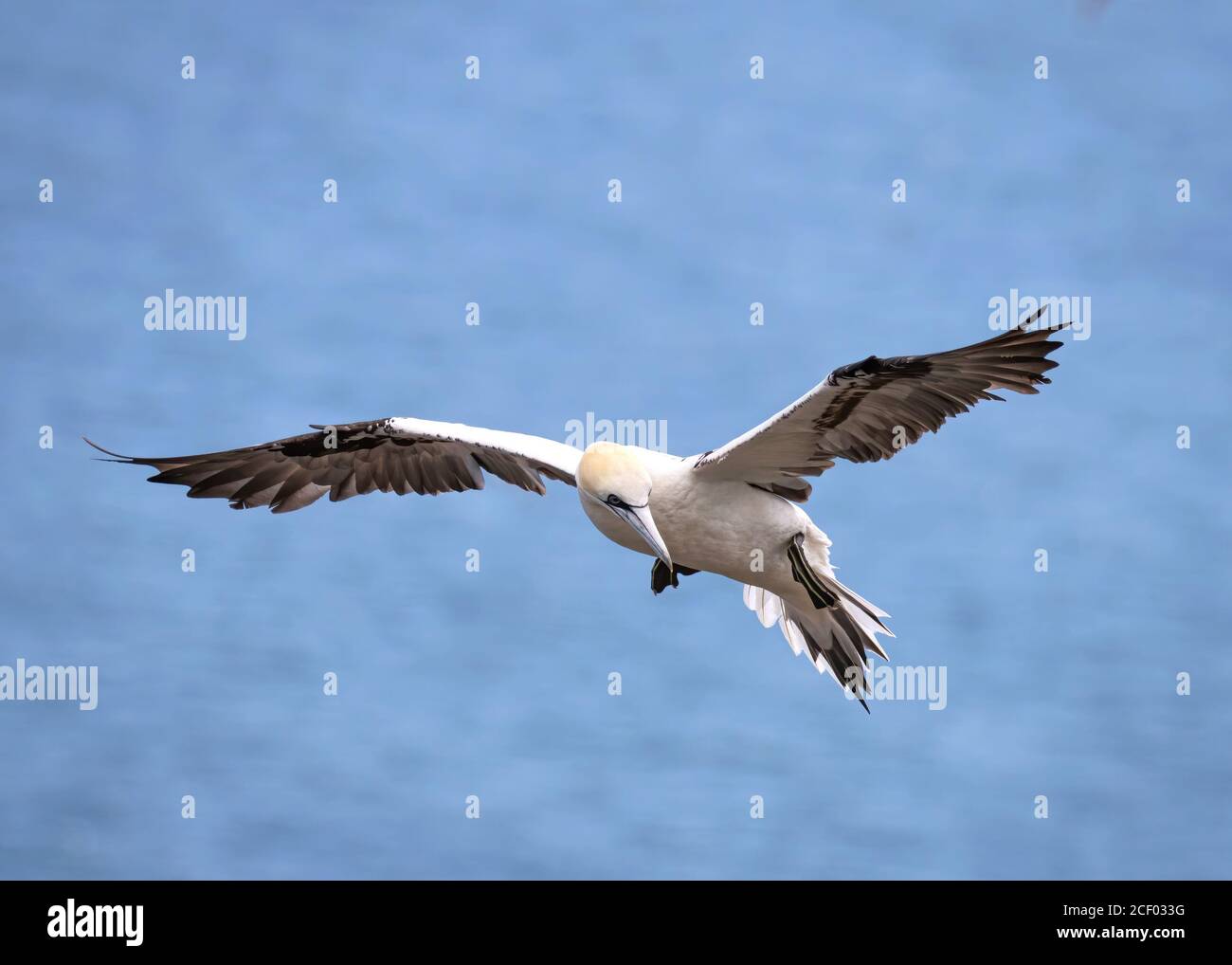 Northern Gannet Soaring Above Clifftop Stock Photo