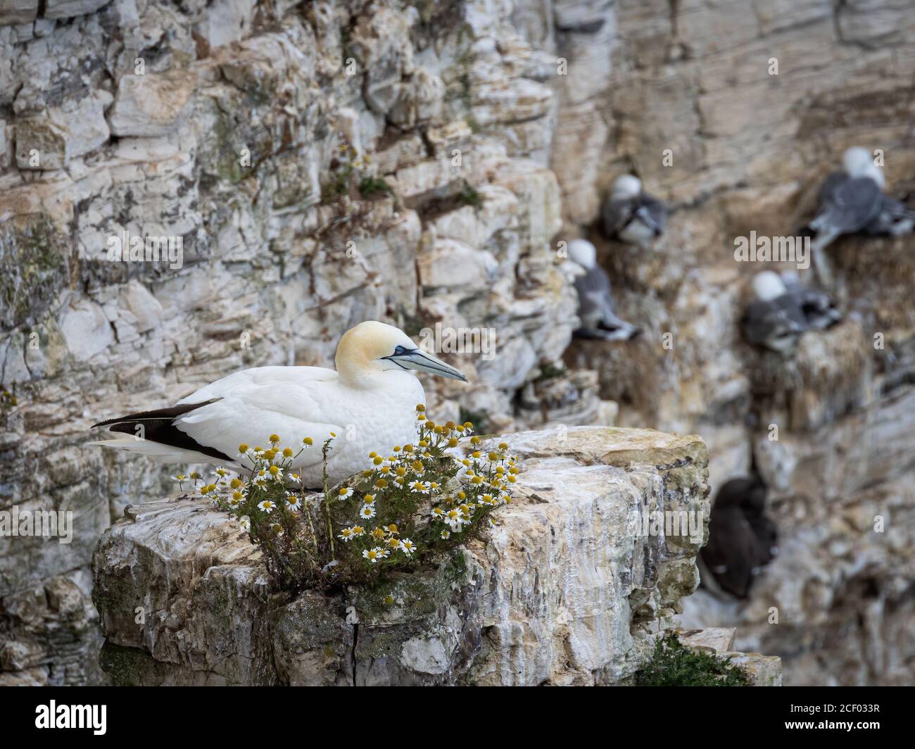 Northern Gannet on Nest at Cliffs Stock Photo