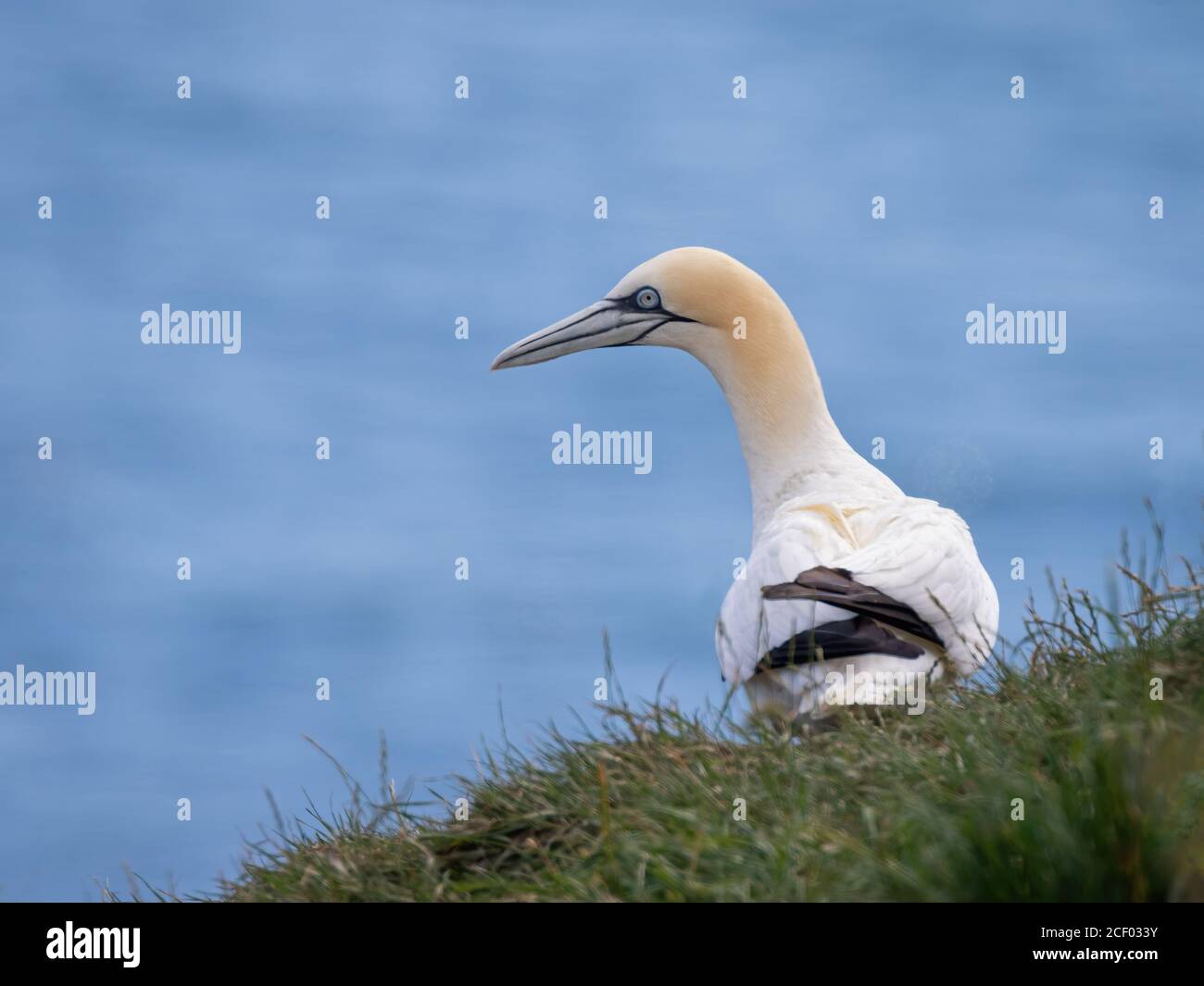 Northern Gannet on Cliff Top Stock Photo