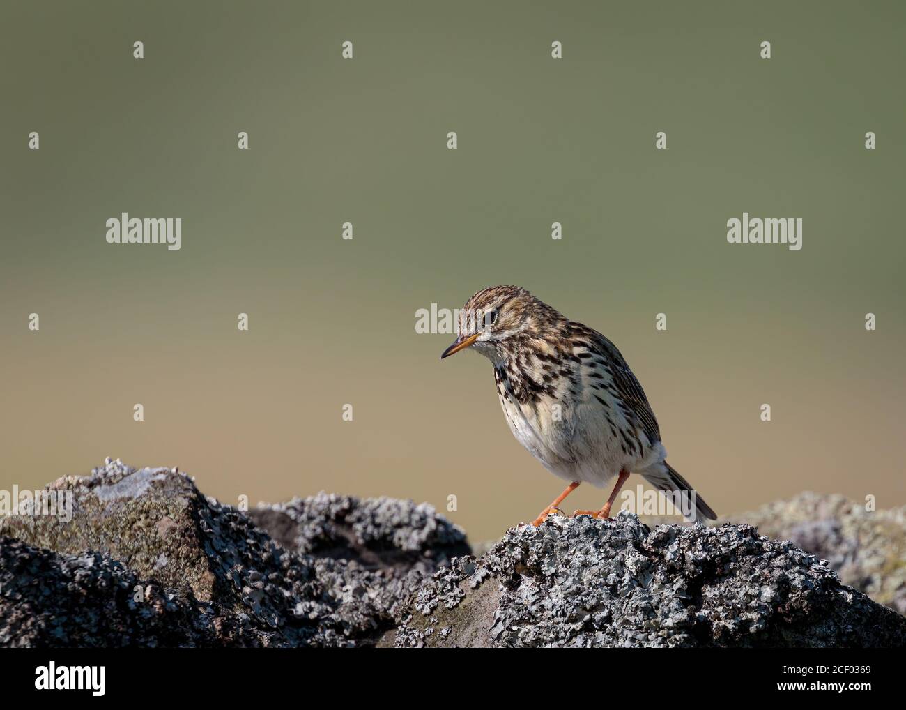 Meadow Pipit on Dry Stone Wall Stock Photo