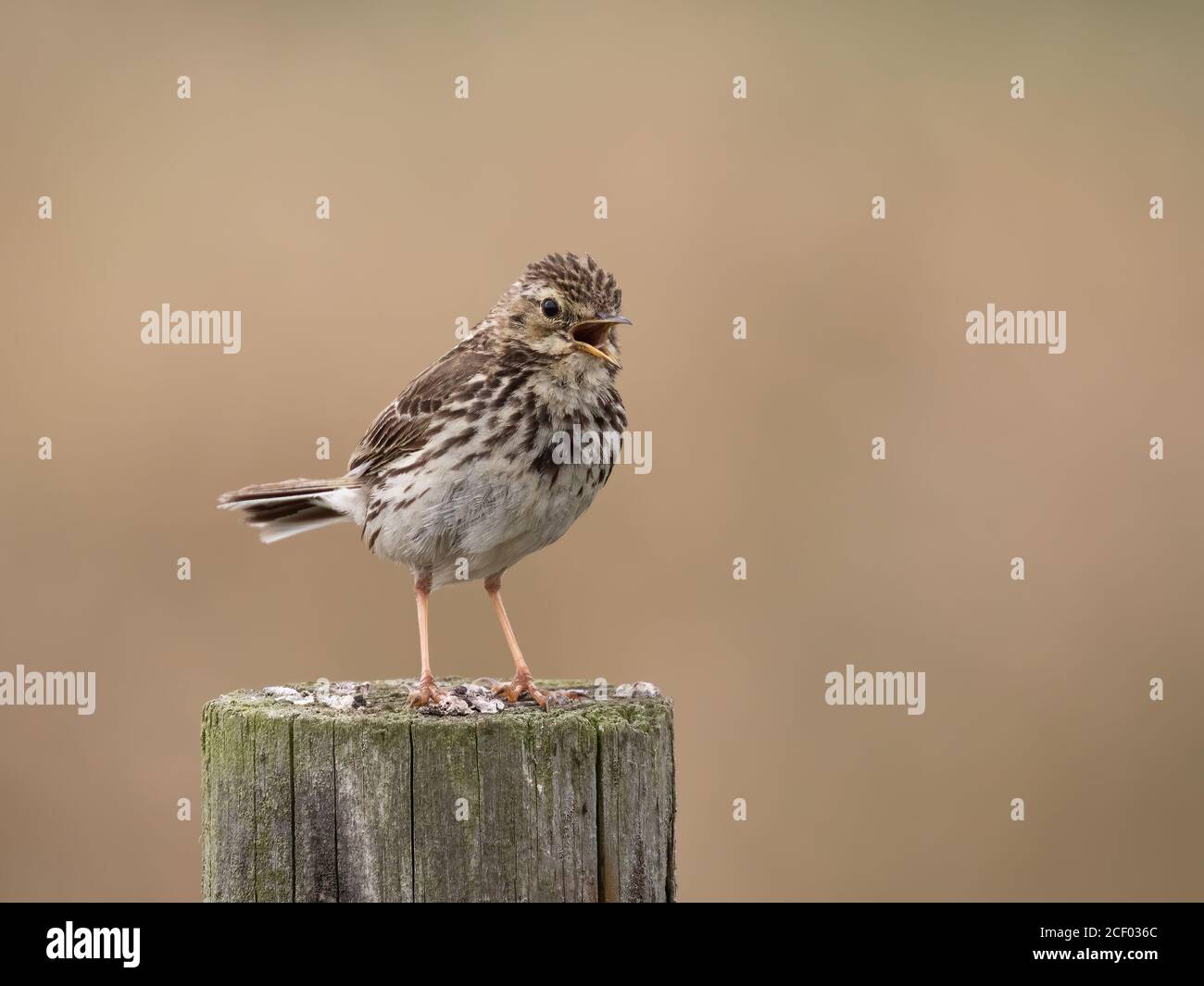 Singing Meadow Pipit on Fencepost Stock Photo