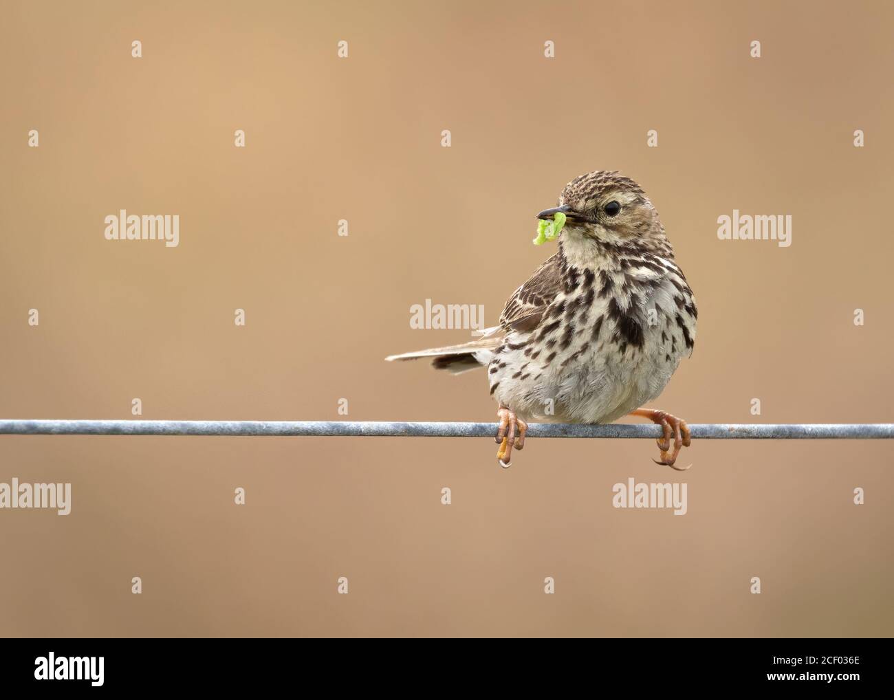 Meadow Pipit on Wire Fence with Caterpillar Prey Stock Photo