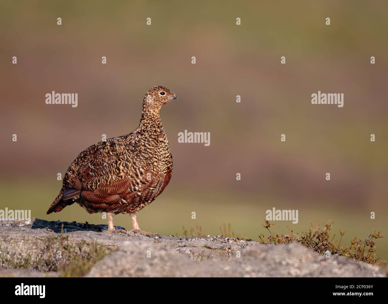 Red Grouse in Heather Stock Photo