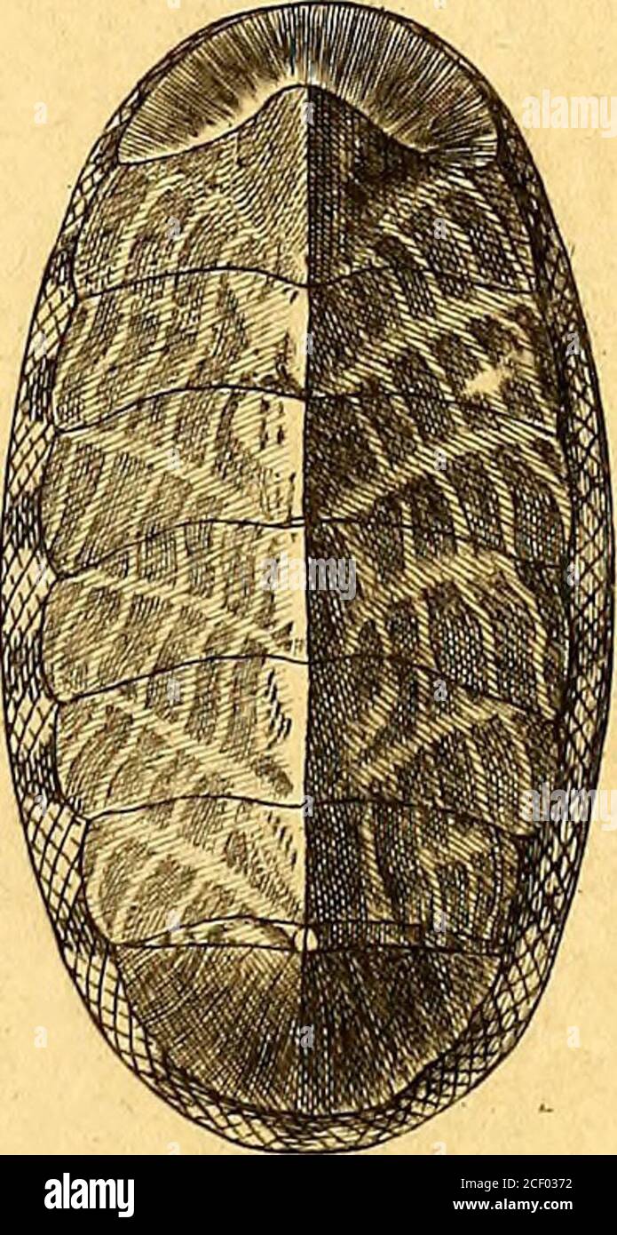 Tableau Encyclopedique Et Methodique Des Trois Regnes De La Nature J I Y Gt Bijutire Lafarel E Ej Ac F As Copiai Ttia Zpaares C Itar Fy T T Olcajuioix C7u7ozz Lt Pu6 2 Stock Photo