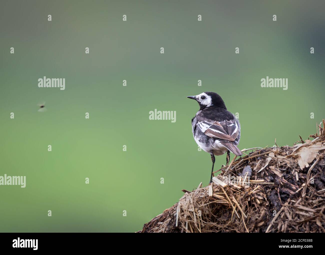 Pied Wagtail on Compost Stock Photo