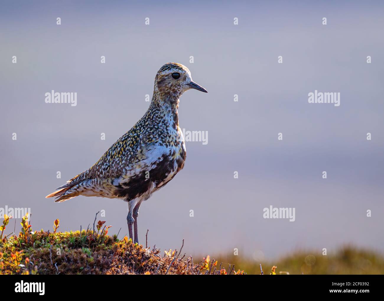 Golden Plover Watchful on Moorland Stock Photo