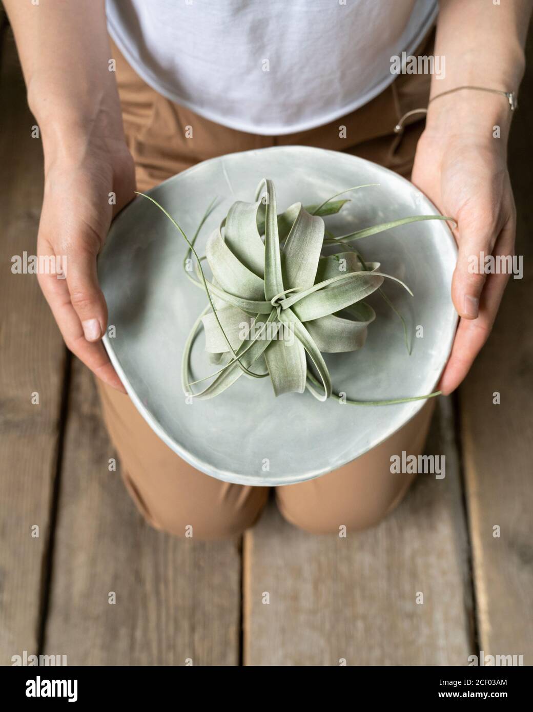 Woman holding air plant Tillandsia Xerographica on decorative plate, top view. Stock Photo