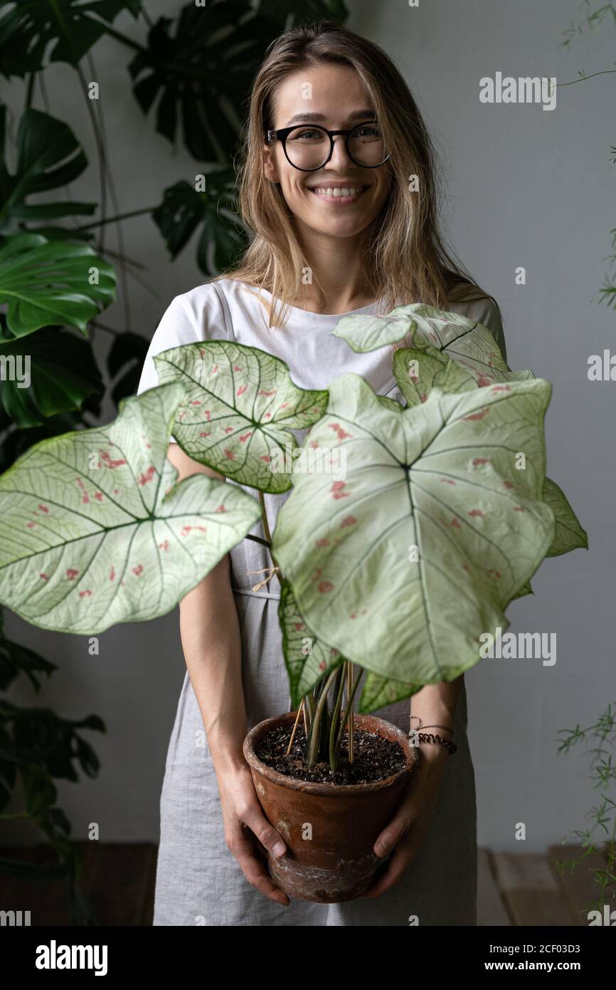 Happy woman gardener in a grey linen dress, holding flower caladium houseplant with large white leaves and green veins in clay pot, looking at camera. Stock Photo