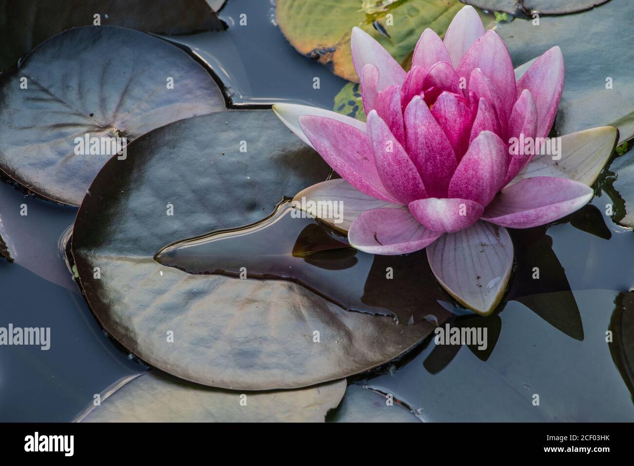 Closeup of a beautiful pink water lily with leaves floating in the pond ...