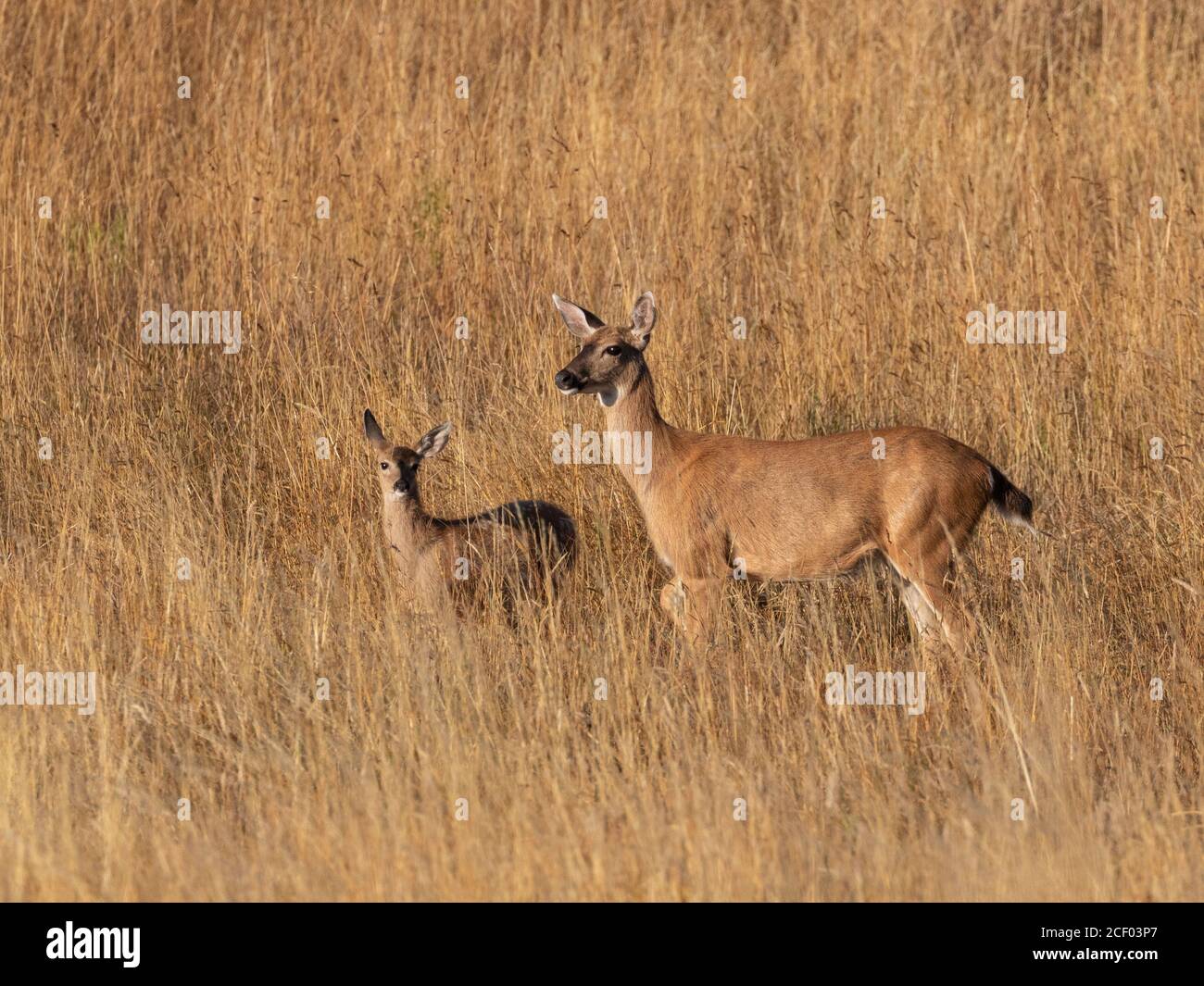 female-mule-deer-and-fawn-stand-in-golden-grass-land-in-victoria-bc