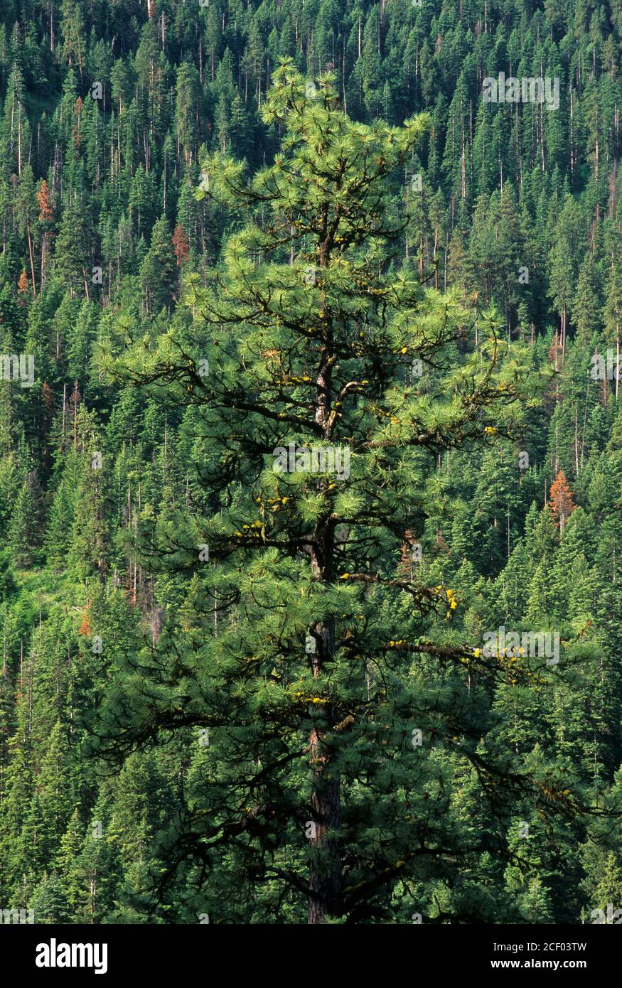 Tucannon River canyon forest, Umatilla National Forest, Washington ...