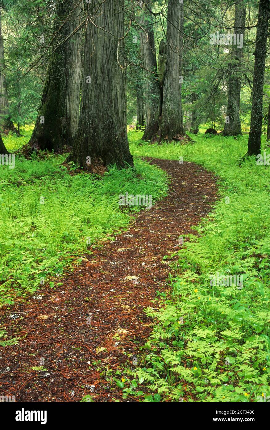 Trail, Roosevelt Grove of Ancient Cedars Scenic Area, Kaniksu National Forest, Washington Stock Photo