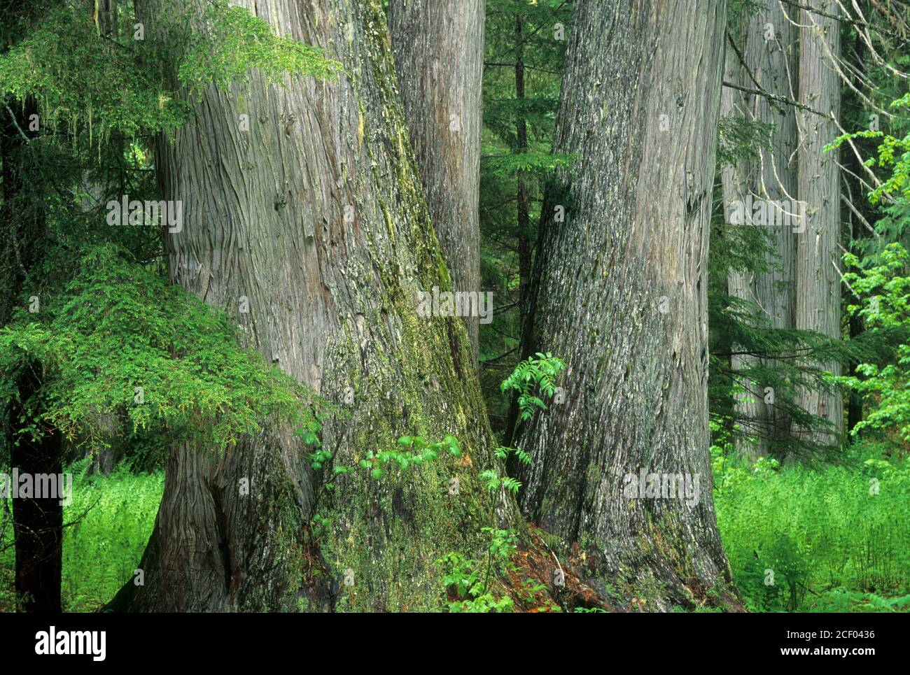 Ancient red cedars (Thuja plicata), Roosevelt Grove of Ancient Cedars Scenic Area, Kaniksu National Forest, Washington Stock Photo