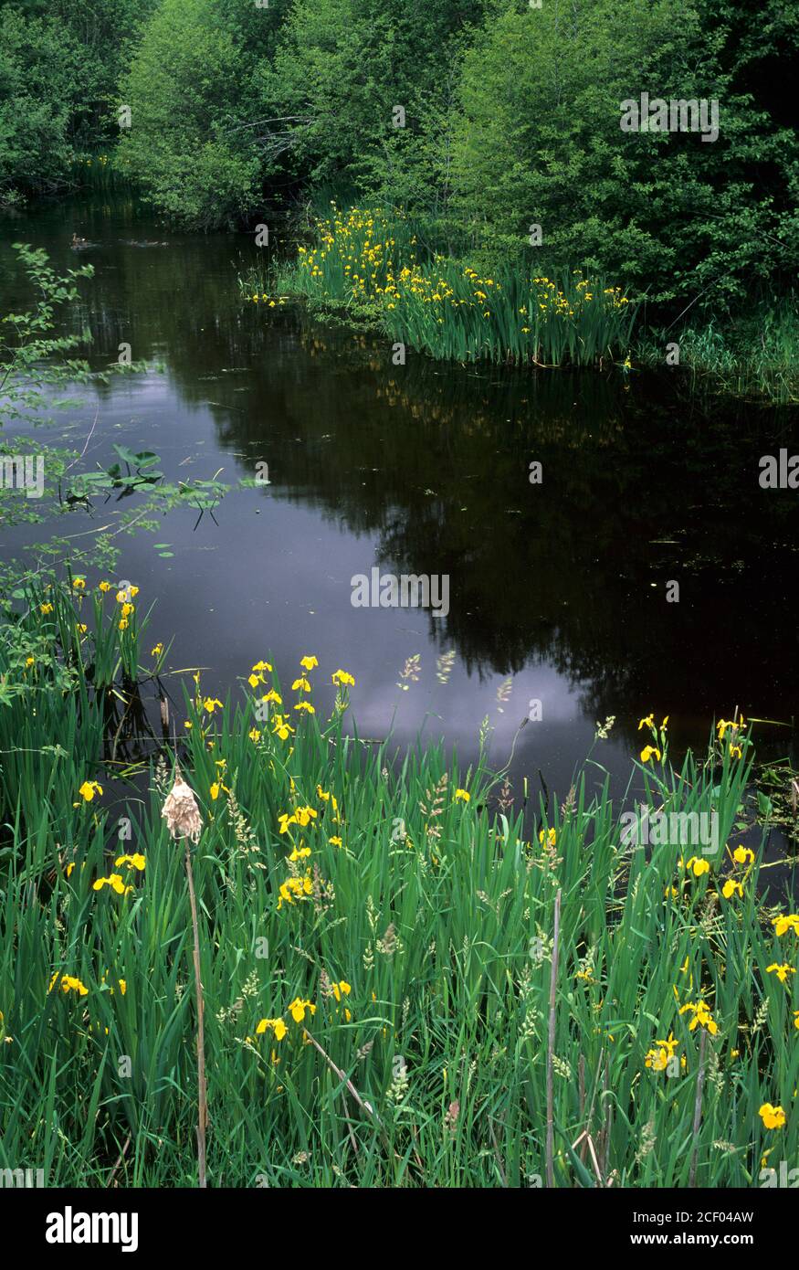 Iris along Little Spokane River, Little Spokane River Natural Area, Riverside State Park, Washington Stock Photo