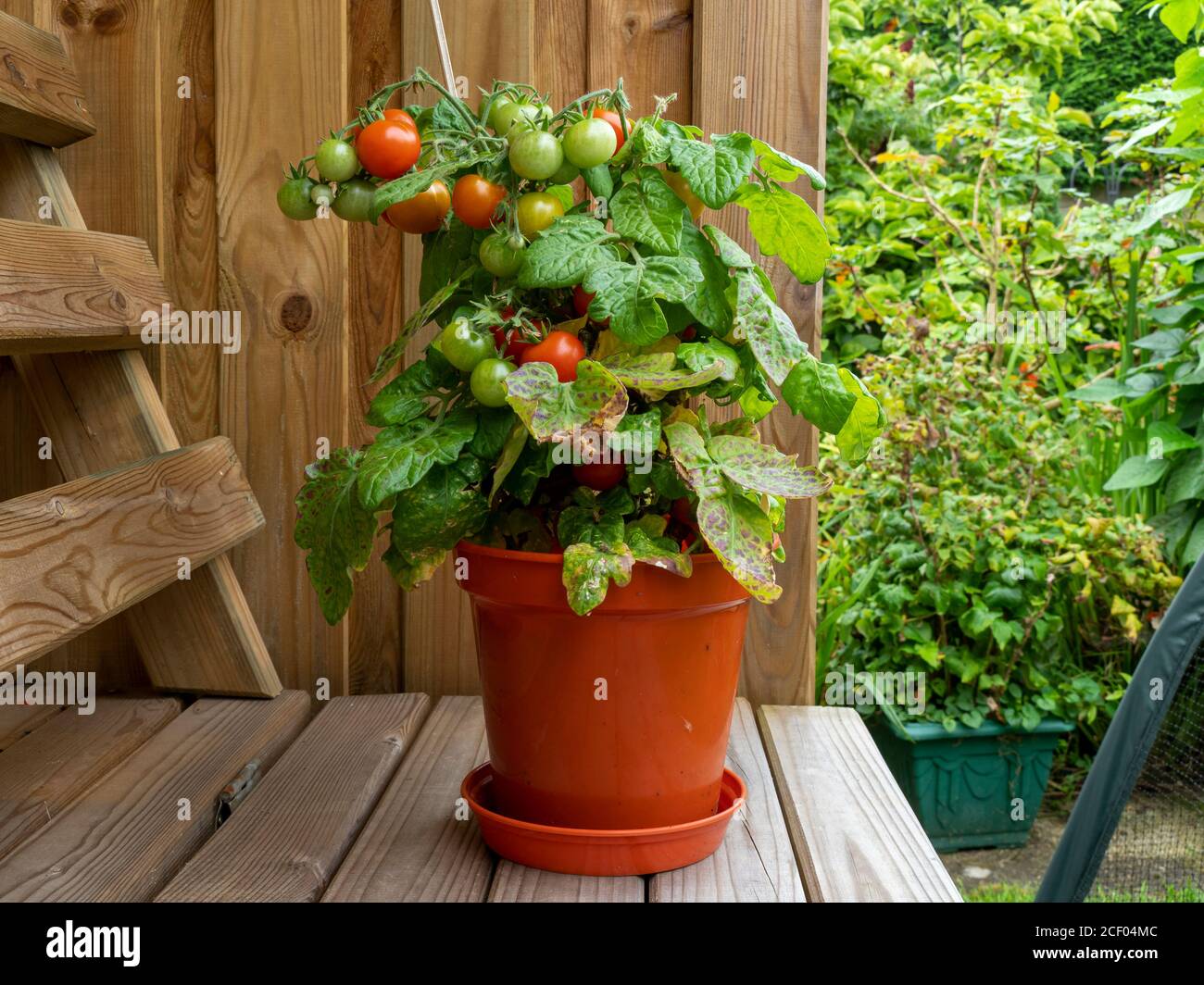 Dwarf tomato plant in a pot with ripe and unripe tomatoes, variety Red Robin Stock Photo