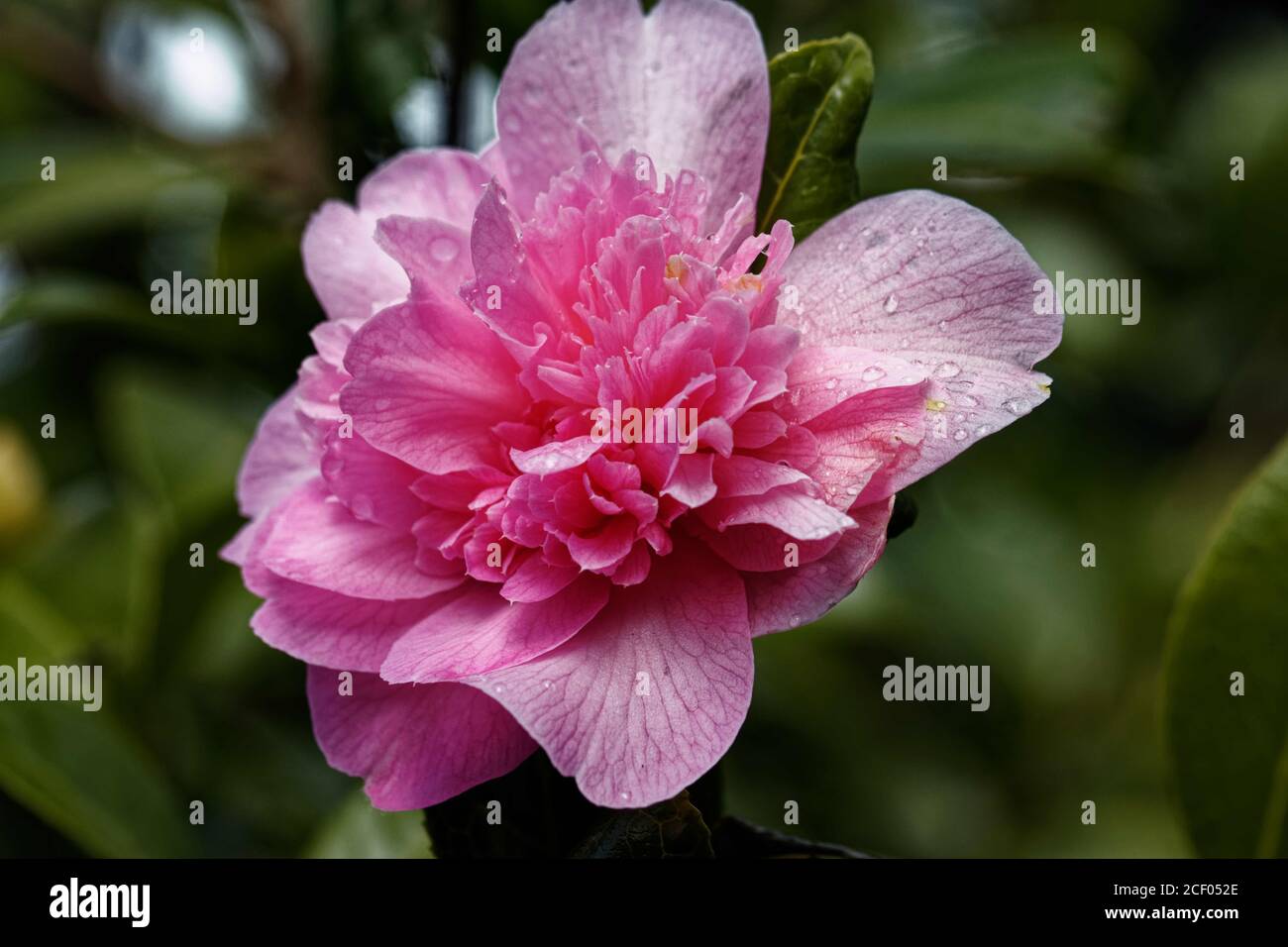 Camellia Ballet Queen:  Large salmon-rose pink camellia which flowers mid to late spring. Japonica type. Stock Photo