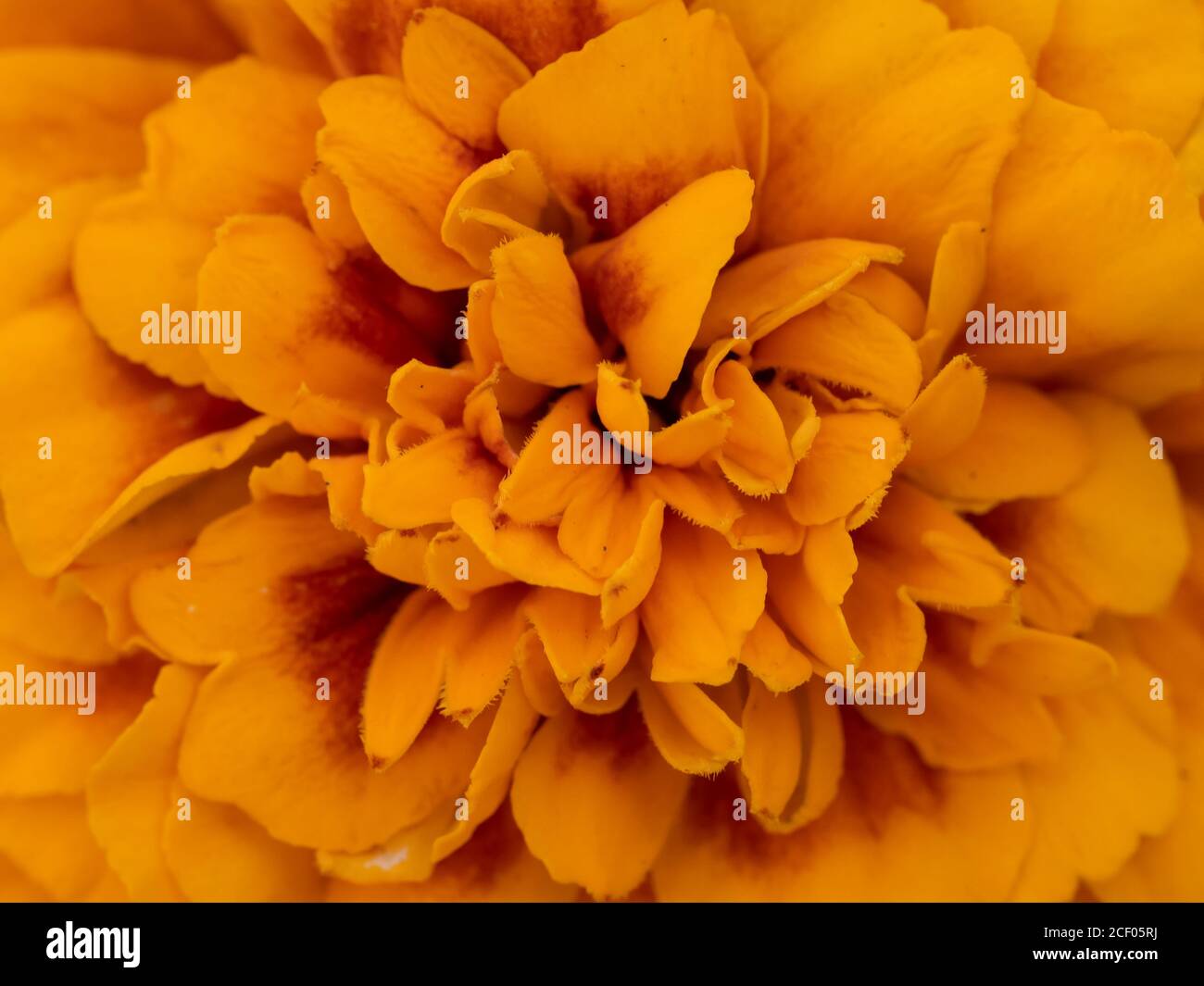 Closeup of a beautiful yellow French marigold flower, Tagetes patula Stock Photo