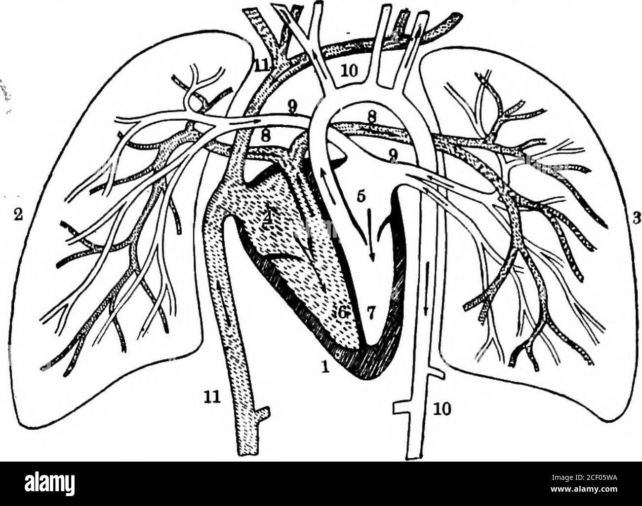 . Human physiology. Fig. 132.—Groups of Air-cells at the termi-nation of a small Bronchial Tube. THE TRACHEA AND LUNGS 143 form capillary networks which surround and lie on the walls ofthe air-cells. These walls of the air-cells are extremely thin, asare also the walls of the capillary vessels, and thus the blood isbrought almost in contact with the inspired air. It is in these capillaries that the venous blood becomes con-verted into bright arterial blood, by exchanging carbonic acidgas collected in the tissues of all parts of the body for oxygen gasabsorbed from the air contained in the air- Stock Photo