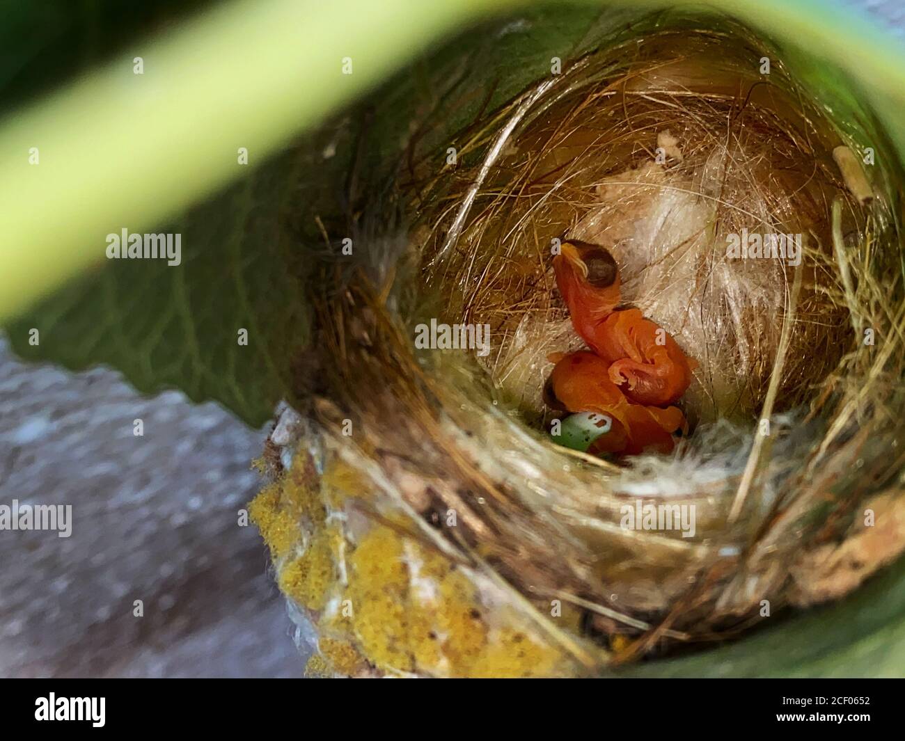 Common Tailor bird nest with baby birds Stock Photo Alamy