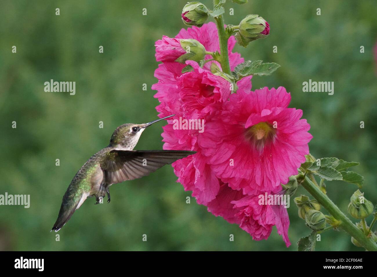 Female Ruby Throated Hummingbird on hollyhock flowers Stock Photo Alamy