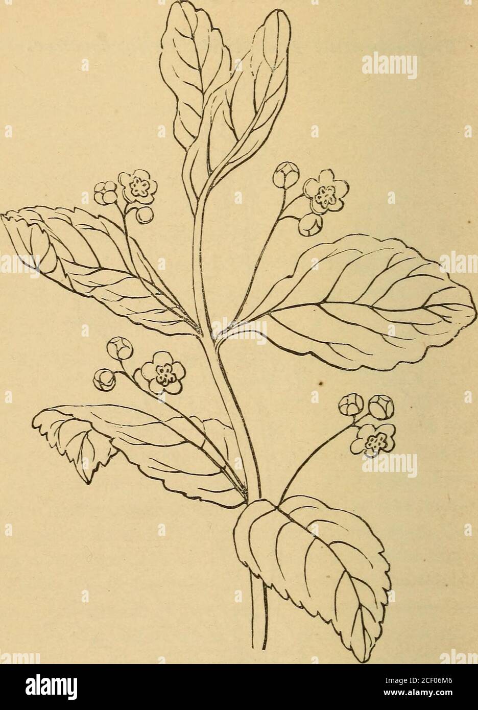 Axial Inflorescence Axial flowers hi-res stock photography and images - Alamy