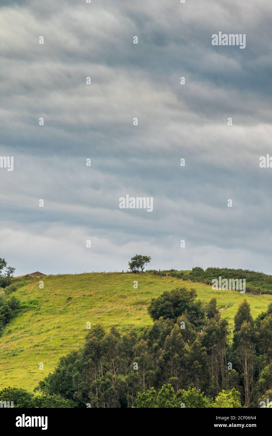 A solitary tree looks out its surroundings on a cloudy day in Asturias, Spain. Stock Photo