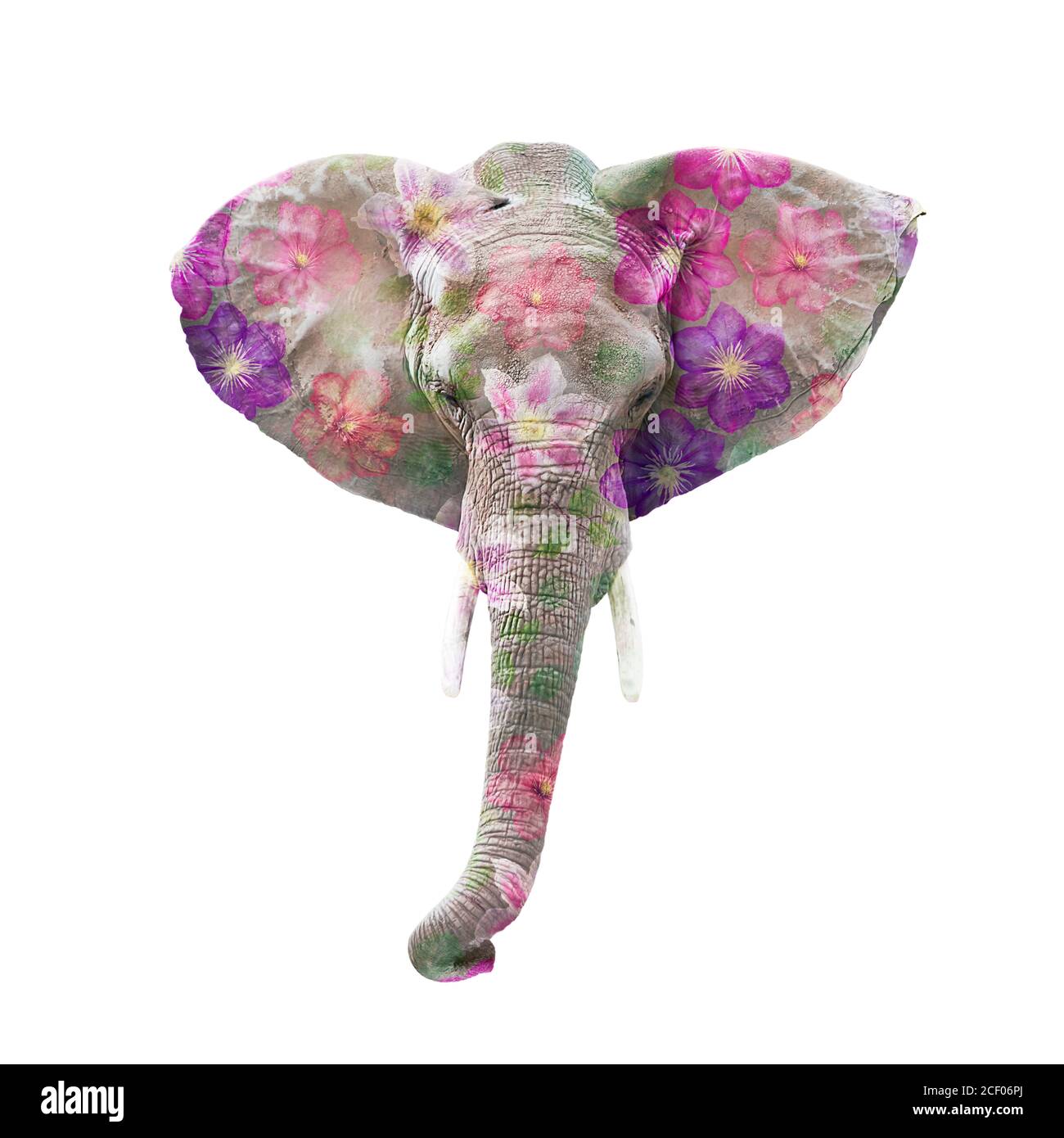 elephant head png