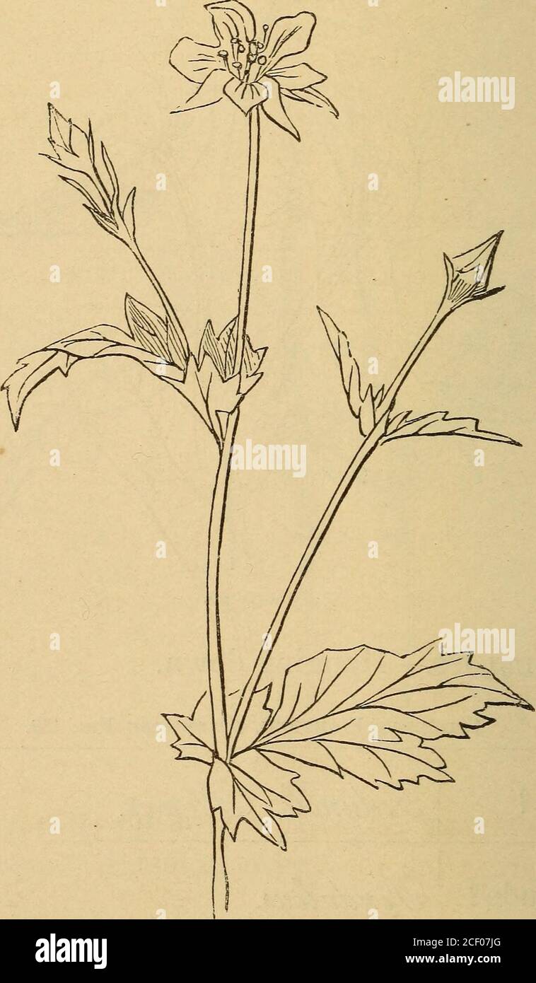 Axial Inflorescence . The first book of botany : designed to cultivate the observing powers ...